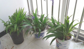 盆栽竹子怎么施肥（盆栽竹子施肥方法）