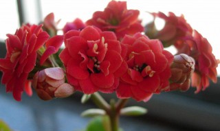 长寿花是什么花（长寿花是什么花科）