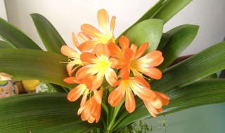 君子兰一般几月开花（君子兰一般几月开花）