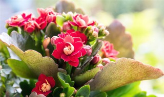 长寿花换盆时间 长寿花换盆时间是几月份