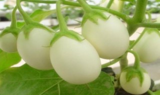 白果子如何食用（白果怎么食用?）