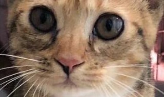 养猫如何在家消毒（家里养猫如何消毒）