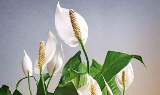 白掌冬天如何养护（白掌的夏季养护）