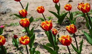 如何自己做养花的肥料 自己怎么做养花肥料