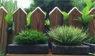 石菖蒲如何过冬 石菖蒲怎么过冬