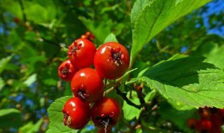 如何种植山里红 山里红怎么种植