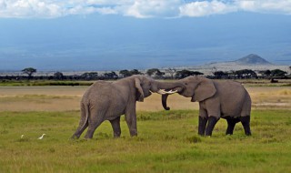 哪个洲国家最多组成的 哪个洲国家最多组成的国旗