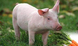 关于猪适合发朋友圈的句子 关于猪适合发朋友圈的句子搞笑