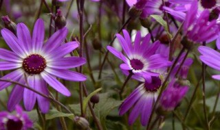 瓜叶菊怎么养 瓜叶菊要怎么养才好