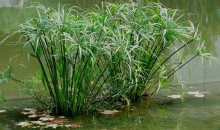 旱伞草的作用（旱伞草的作用与功效）
