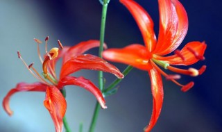 山丹丹怎么养 养殖山丹丹的方法