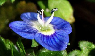 婆婆纳怎么养（婆婆纳怎么种）