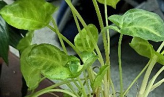 马蹄金怎么养 马蹄金怎么养殖