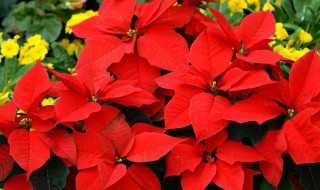 圣诞花是什么花 圣诞花是什么花?