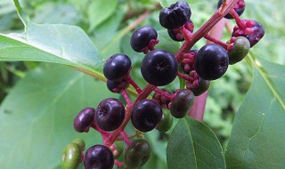 商陆怎么养 商陆如何种植