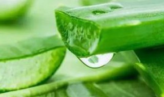 芦荟胶的功效 芦荟胶的功效与作用可以去擦脸