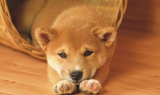 狗吃了塑料袋怎么办 狗吃了塑料袋怎么办有事吗