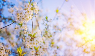 充满阳光的简短句子 充满阳光的简短句子英文