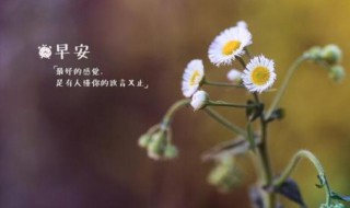 简单的美好的早安祝福语短信（早安温馨短信早安的祝福语）