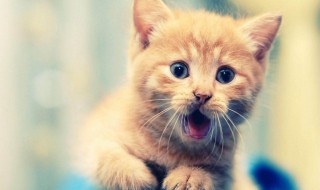 搞笑猫名字（搞笑猫名字大全霸气十足）