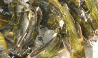 黄骨鱼养殖技术和方法（黄骨鱼养殖技术和方法视频教程）