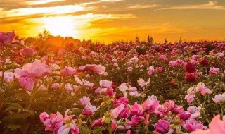 为事业拼搏的早安语（早安事业励志问候语）