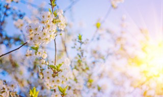 牛年祝福语简短创意 牛年祝福语简短创意