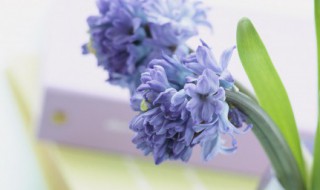 一句贴心的问候语早安（一句贴心的问候语早安图片大全）