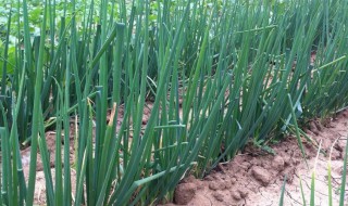 小葱育苗播种方法 小葱的育苗方法