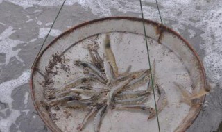 养虾的正确方法大全（养虾的正确方法大全图片）