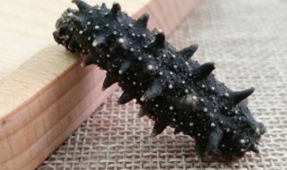 海参怎么吃最有营养易吸收 海参怎么吃更好吸收