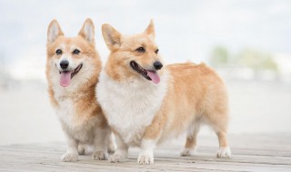 狗口臭怎么弄 狗口臭解决方法