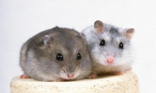仓鼠饲养小技巧 仓鼠饲养小技巧图片