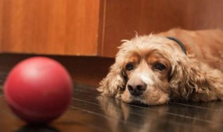 让狗狗安静的方法和技巧 怎么能让小狗安静