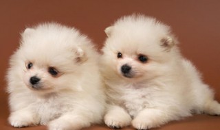 怎么选博美（怎么选博美幼崽）