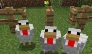 我的世界怎么养鸡 我的世界怎么养鸡?