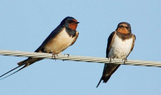 燕子有哪些特殊的本领（燕子有哪些特殊的本领?）