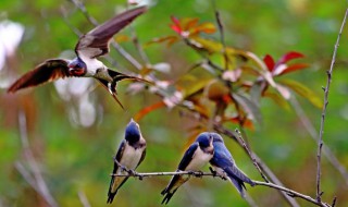 好听诗意的含燕的网名 唯美诗意的含燕的网名