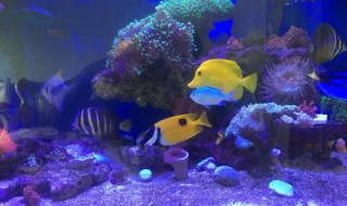 黄鳍鲳的喂养技巧（黄鳍鲳的喂养技巧与方法）