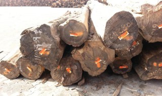 赛鞋木豆是什么木材（赛鞋木豆是什么木材做的）