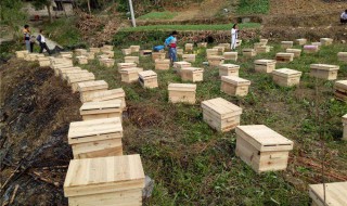 方舟怎么养蜜蜂(方舟自己的蜂巢怎么产蜂蜜)