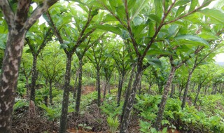 梦幻摇钱树苗怎么种 梦幻摇钱树苗种哪里好