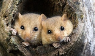 冬眠动物有哪些动物 有哪些是冬眠动物动物