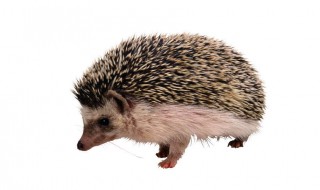 刺猬躲避敌人的方法介绍 刺猬怎样防御敌害