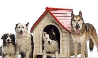 梦到好多狗什么意思（梦见有好多狗是什么意思）