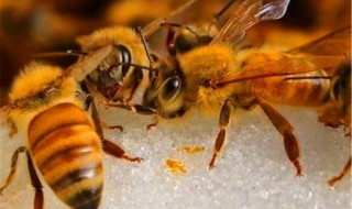 新老蜂王储存技巧 新老蜂王储存技巧图解