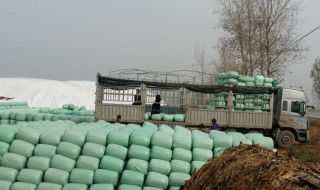 青储储存小技巧（怎样储存青储饲料）