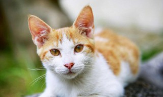 梦见猫叫是什么意思（梦见猫叫是什么意思周公解梦出马弟子听见猫叫）