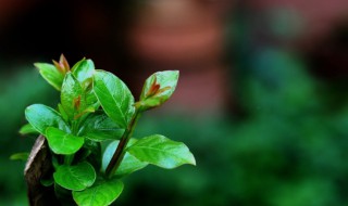 春绿散文欣赏 描写春绿的文章