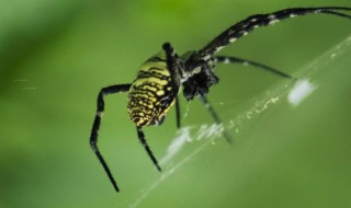 蛛的组词 蛛的组词是什么